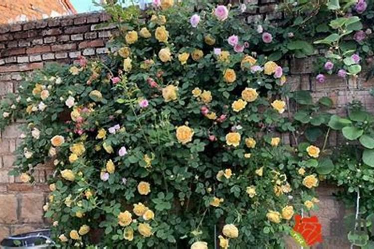 盆栽月季花上什么肥料