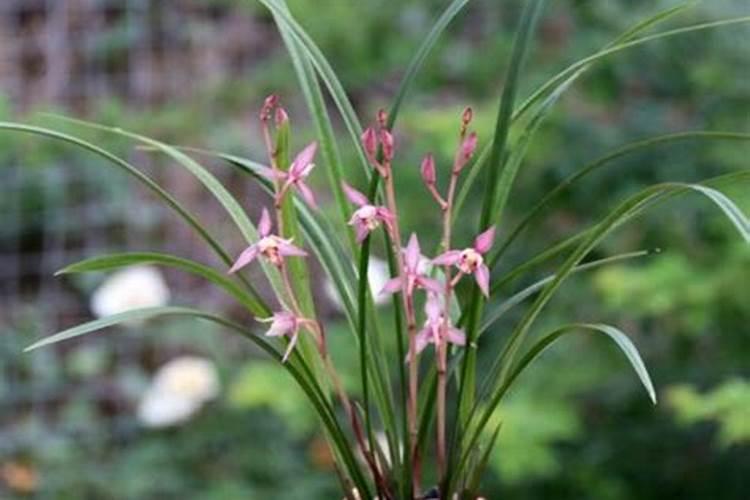 建兰怎么施肥,施肥最佳时间