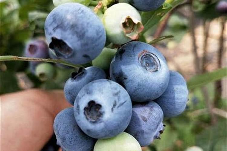 金粳667与818哪个品种产量高