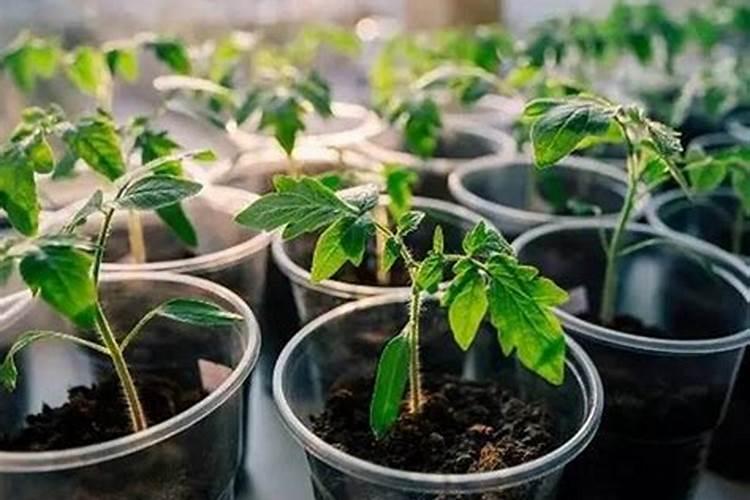 冬天橡皮树换盆几天后可以施肥磷酸二氢钾吗？