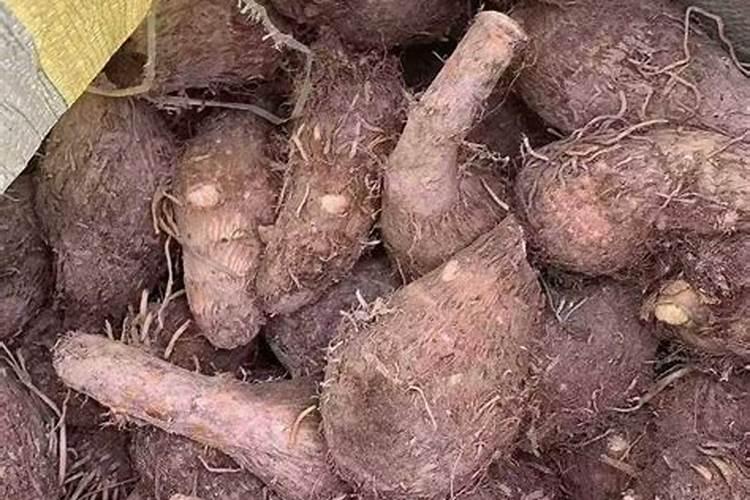 广西首选贡品,香甜软糯的荔浦芋头