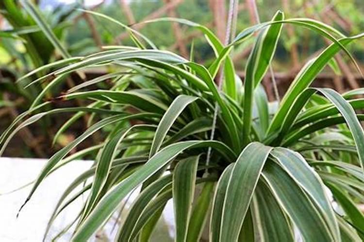 金鱼吊兰怎么施肥,增施氮磷肥、忌施浓肥