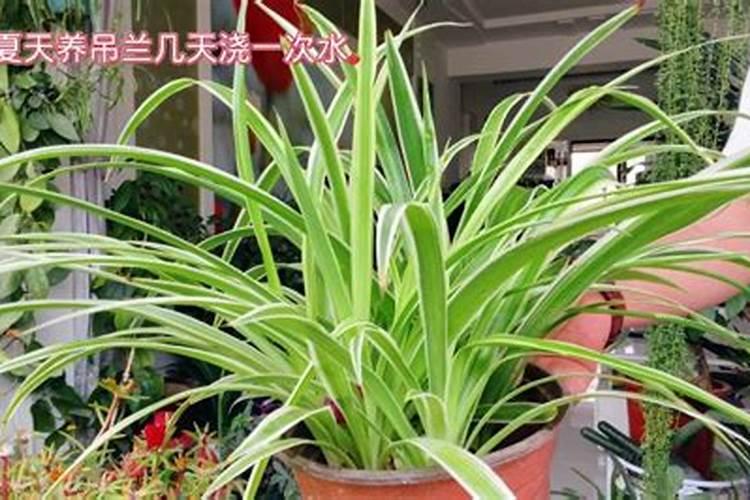 发财树吊兰的根白花花的又多又壮,叶子绿油油,咋养的？