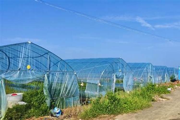 肥料发酵剂和菌肥可以用于果蔬种植么？怎么用