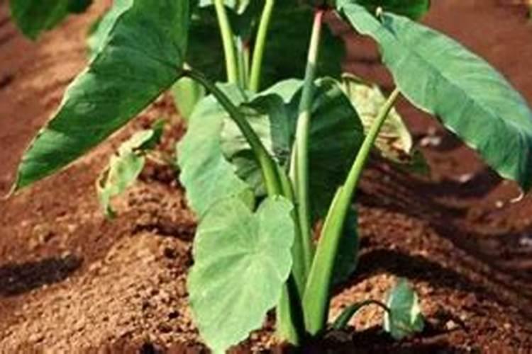 芋头最后一次施肥在几月份