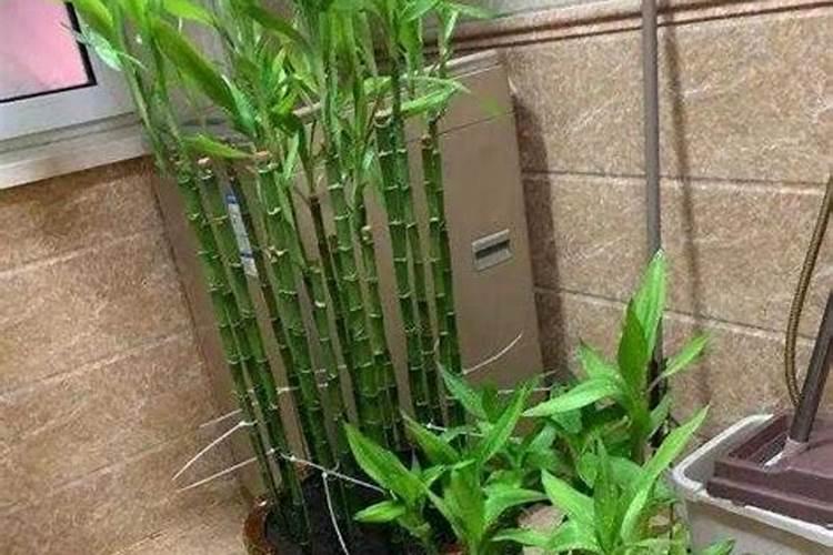 水养富贵竹用什么肥