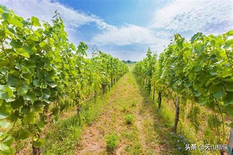 防治葡萄树的根腐病用天清微量元素效果怎么样？