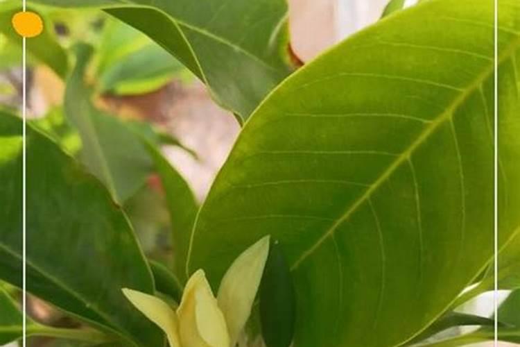 白兰花用什么肥料