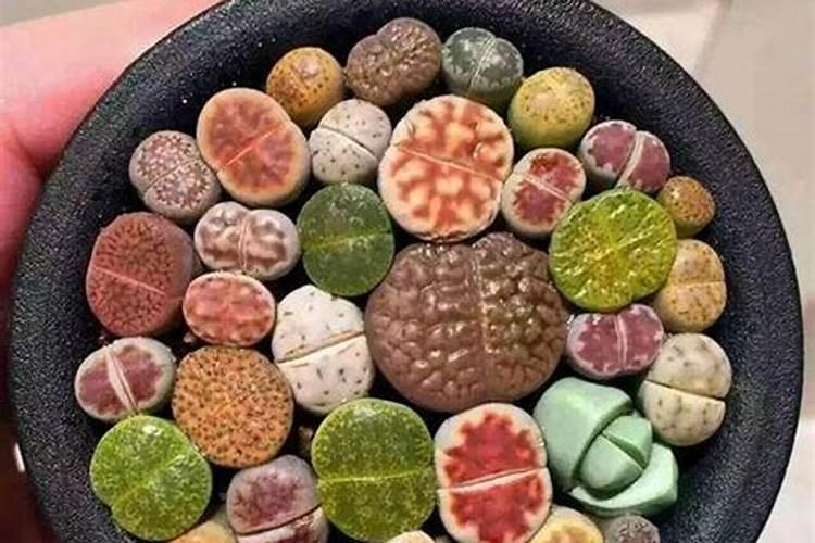 在中国买的生石花可以在美国养吗？