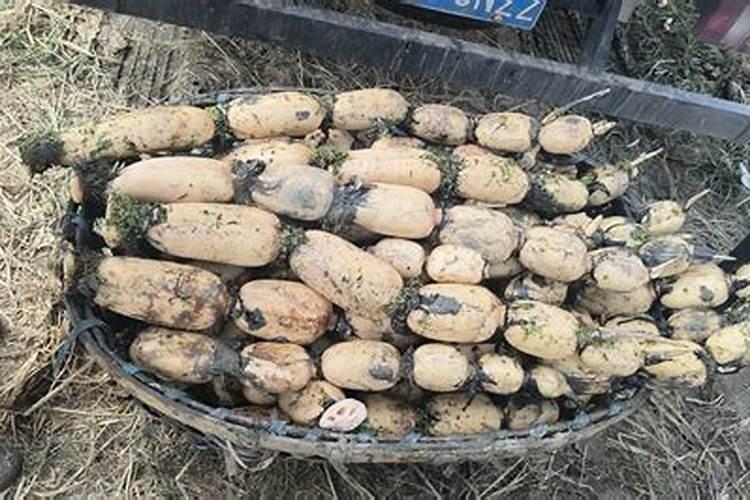 请问怎样让盆景树根尽快长粗