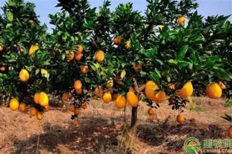 脐橙全年施肥时间表