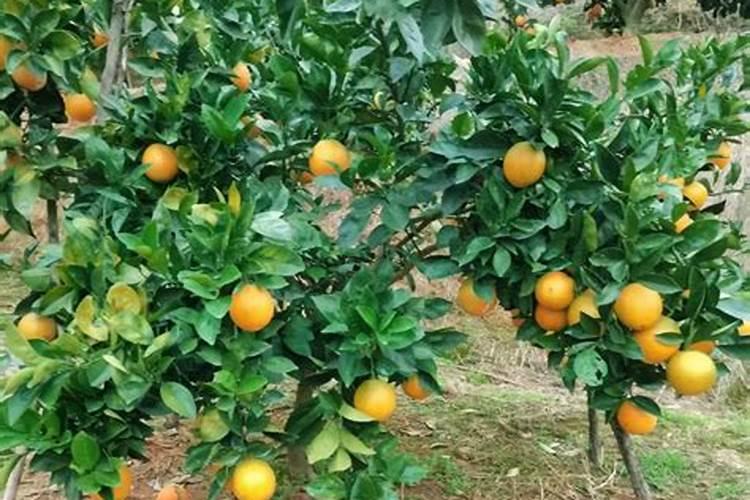 脐橙秋肥什么时候施肥合适