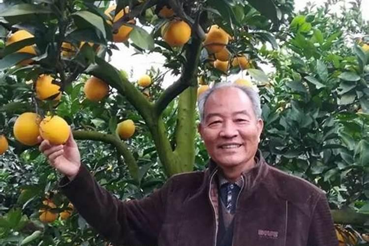 脐橙养殖方法
