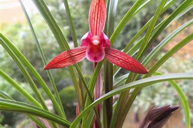 柑橘专用叶面肥哪个好？柑橘专用肥用什么好？柑橘肥料用“昆仑风”百度...