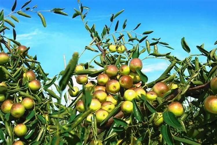 劲驼复合肥80斤价格