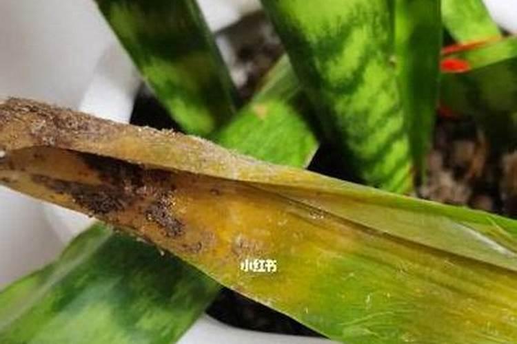 虎皮兰用什么肥料