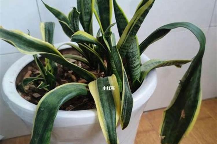 虎皮兰用什么肥料长得快(如何制作虎皮兰需要肥料养的好)