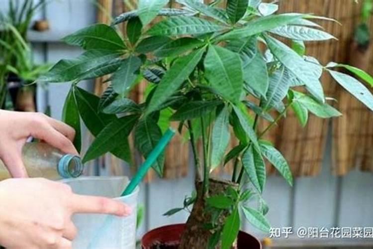 发财树营养液怎么用,多久浇一次营养液