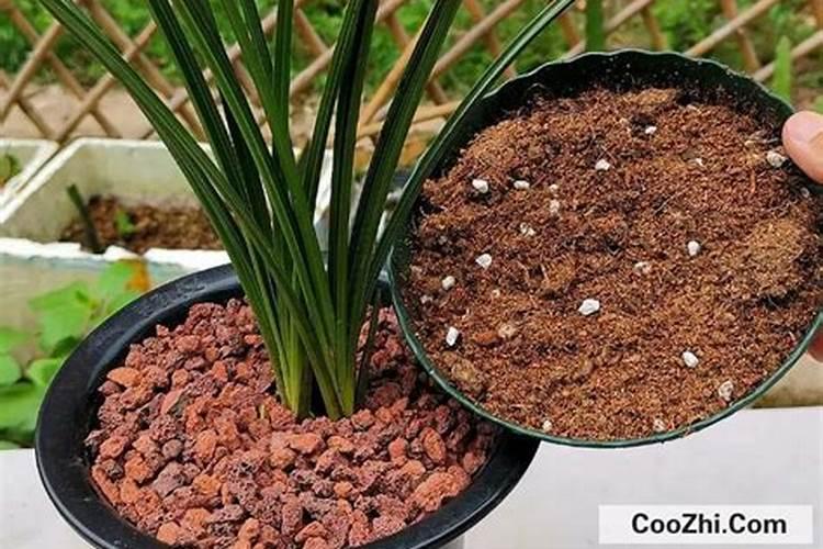 草木灰可以种兰花吗