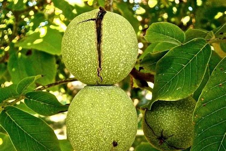 核桃树怎么施肥好？