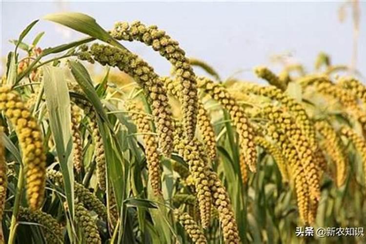 磷肥促进植物什么生长