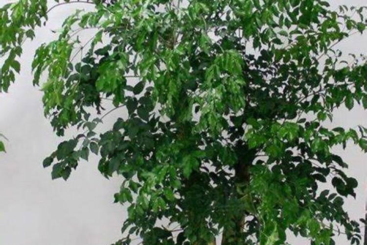 腐植酸肥料的作用和使用方法,腐植酸是什么东西