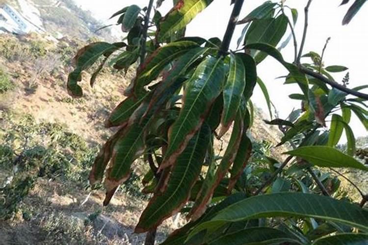 诱抗素能用于芒果上色吗？