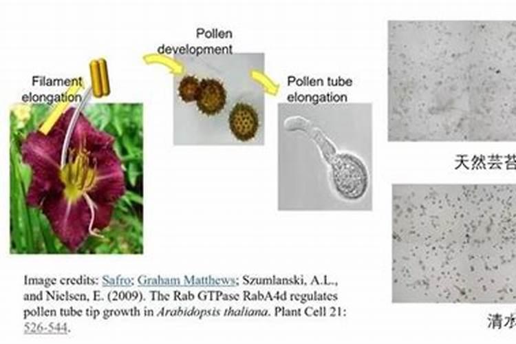 促花芽分化特效药 芸苔素+磷酸二氢钾的作用