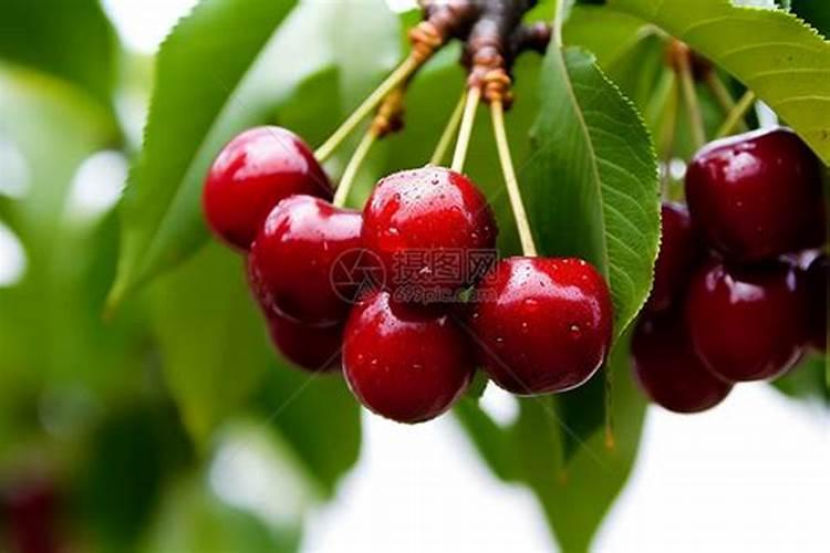 樱桃施什么肥最好