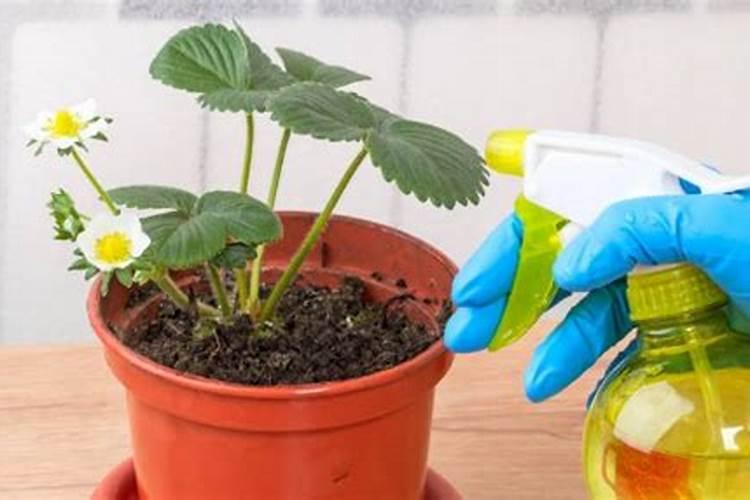 山楂用什么肥料果实更甜 如何合理的施肥