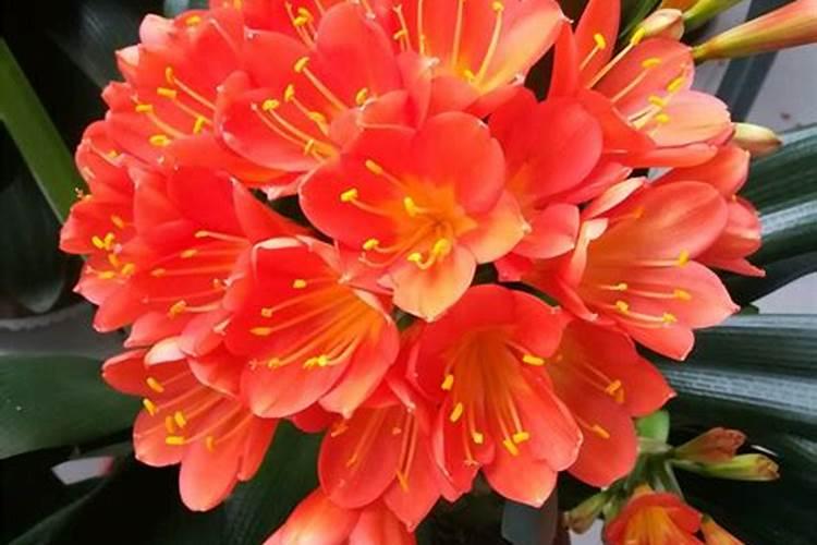 君子兰的花不红原因