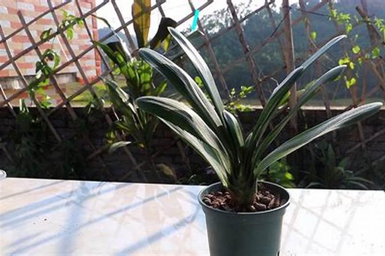 君子兰花需要上啥肥