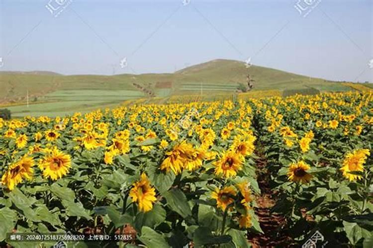 红松梅是不是夹竹桃？