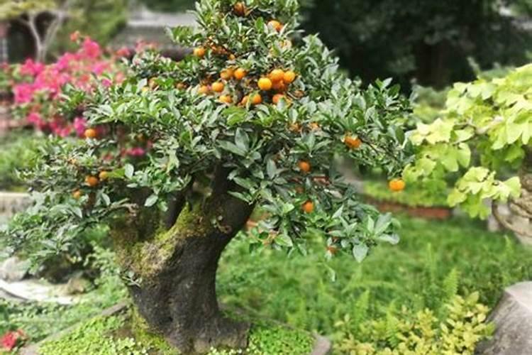 “金弹子”盆景,“熟桩”养护!“6点”注意事项