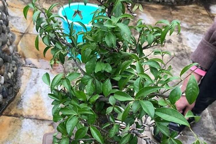 金弹子什么时候施肥.还有就是在移载时需要施肥你。谢了