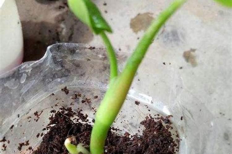 叶面肥多久喷一次