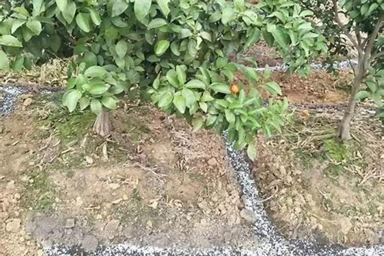 砂糖橘如何施肥 分享种植砂糖橘施肥技术经验