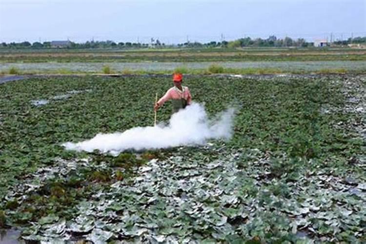 你好!能给我个自制叶面肥的方法!谢谢你!