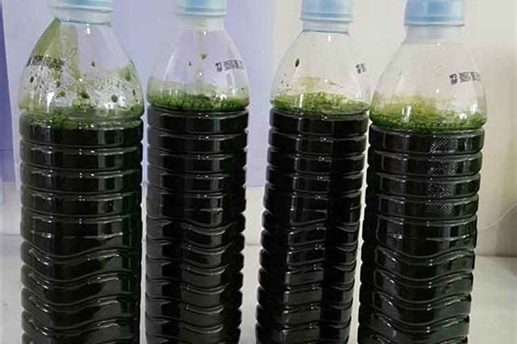 钾宝肥料是否可以用在君子兰作用是什么？