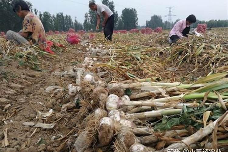 大蒜需要锌和硼肥吗？