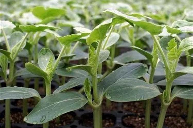 西瓜苗期用哪种肥料合适？西瓜用什么叶面肥膨果效果好？