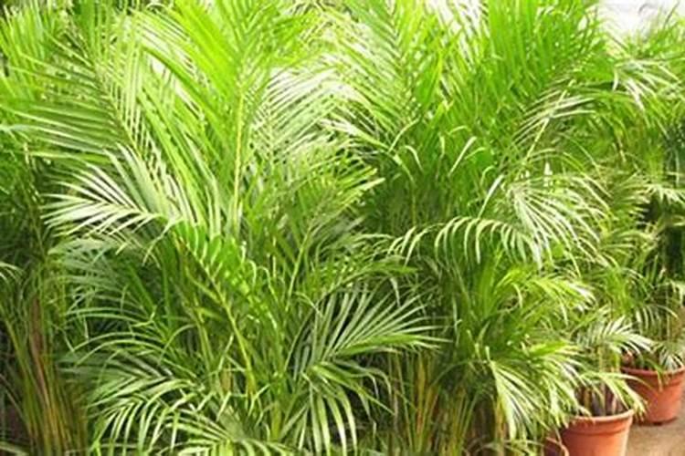 凤尾葵怎么养呀,多久淋一次水,我养的怎么叶子老黄呀？谢谢!