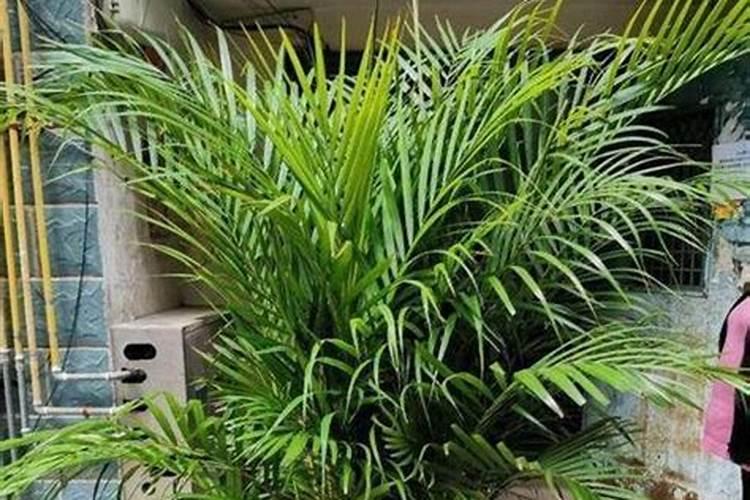 凤尾葵怎么养呀,多久淋一次水,我养的怎么叶子老黄呀？谢谢!