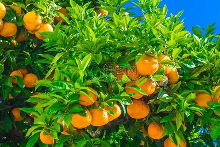 养了七、八年的橙子树盆栽,从未结过果实,这是什么原因呢？