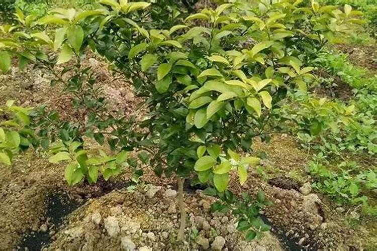 微量元素肥料有哪些种类