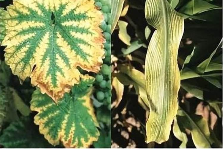 植物缺了氮肥,磷肥和钾肥会怎么样,分别举例说明。