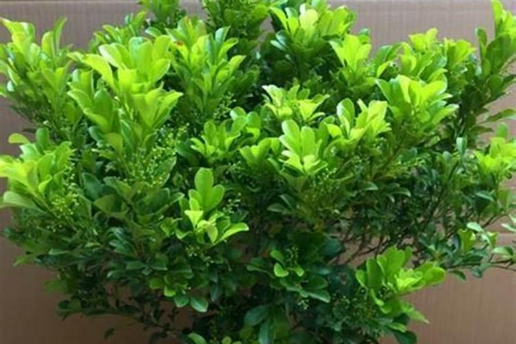 米兰浇什么肥最好