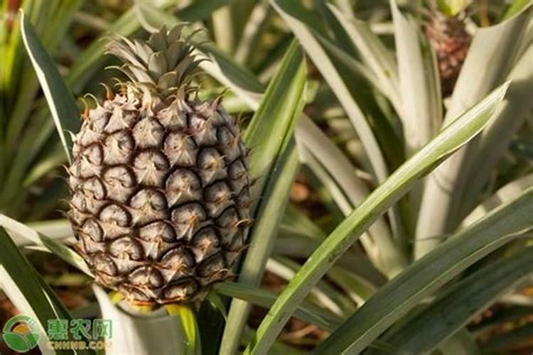 木菠萝不结果怎样处理