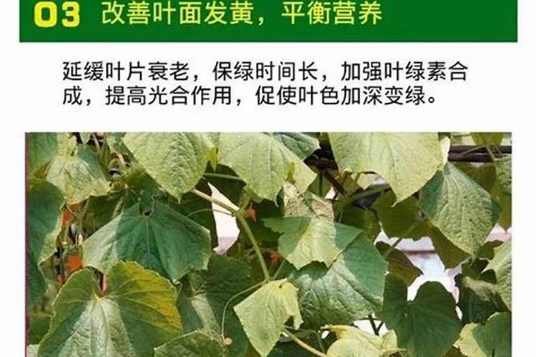 农作物缺钙使用饲料级甲酸钙补钙效果好吗？