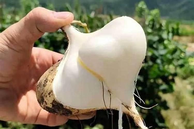 白地瓜种植方法全过程